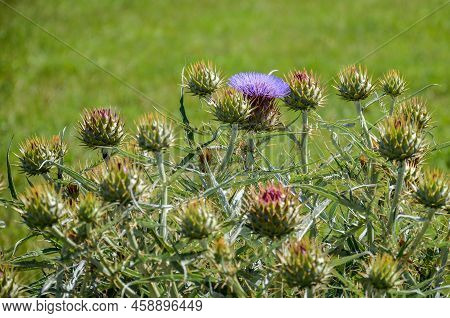 Violet Thistle Flowers In A Country Landscape In San Ramon, Canelones, Uruguay