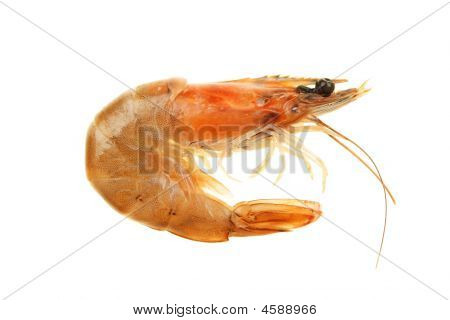 Crevette