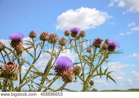 Violet Thistle Flowers In A Country Landscape In San Ramon, Canelones, Uruguay