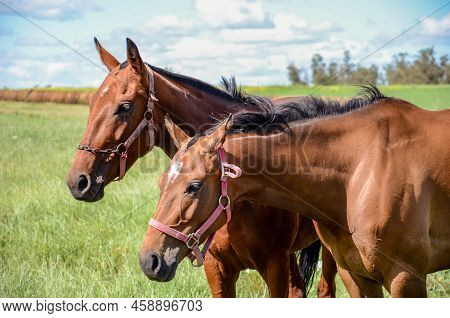 Couple Of Horses In A Countryside Landscape With A Cloudy Sky At San Ramon, Canelones, Uruguay