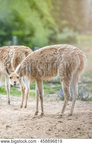 Vicuna. Several Vicunas Stand On A Hillock In The Evening Sun And Eat Grass. An Animal Similar To A 