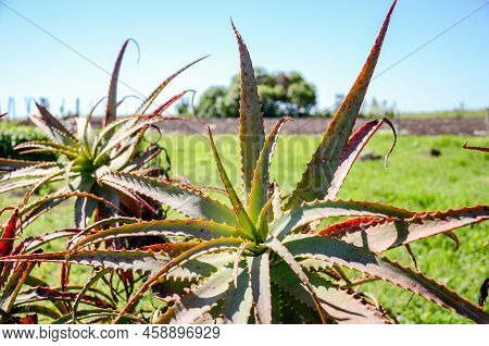 Closeup Of A Cactus In The Countryside At San Ramon, Canelones, Uruguay