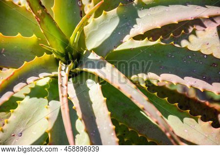 Closeup Of A Cactus In The Countryside At San Ramon, Canelones, Uruguay
