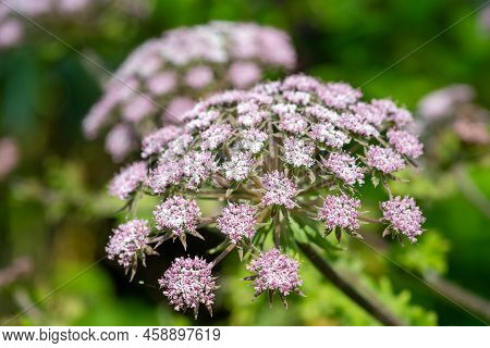 Hairy Chervil (chaerophyllum Hirsutum Roseum) Flowers