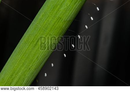 Green Lacewing Eggs Laid On Green Onion In The Garden - Chrysopa Spp.