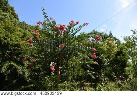 Crape Myrtle Flowers. Lythraceae Deciduous Tree. The Flowering Season Is From July To October. The W