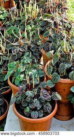Beautiful Garden Plants Peperomia Caperata Also Known As Green Ripple, Little Fantasy Pepper Etc.