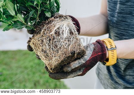 Cropped Shot Of Gardener Holding A Plant With Root Bound For Repotting. Repotting Refreshes The Nutr