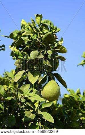 Pamela Tree Green Fruit On A Branch Close-up. Or Green Grapefruit. Harvesting Citrus Fruits In Garde