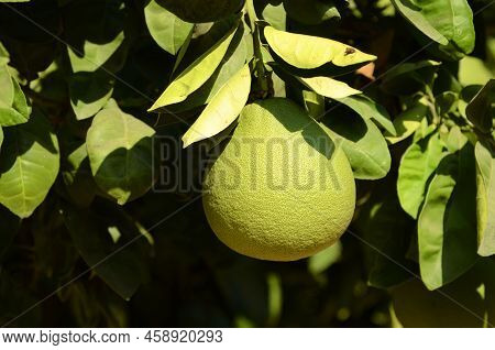Pamela Tree Green Fruit On A Branch Close-up. Or Green Grapefruit. Harvesting Citrus Fruits In Garde