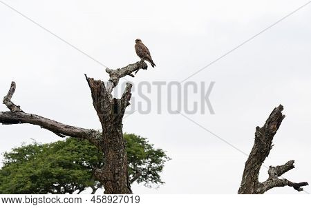 Falcon In Hluhluwe National Park Nature Reserve South Africa