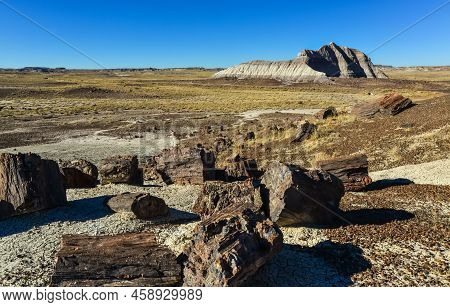 He Trunks Of Petrified Trees, Multi-colored Crystals Of Minerals. Petrified Forest National Park, Ar