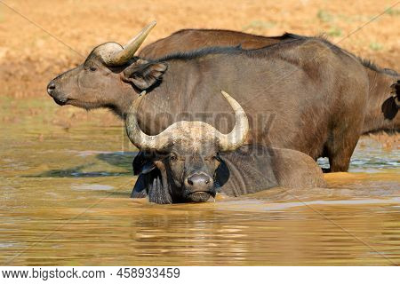 African Buffaloes (syncerus Caffer) In Wading In Water, Mokala National Park, South Africa