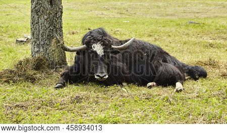 A Tibetan Yak Calf And A Cow Lie In The Shade, Exhausted From The Heat. Global Climate Warming.