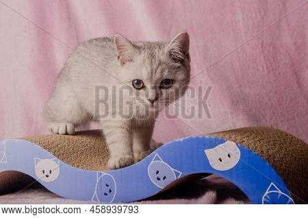 Scotish Silver Cat. Home Scotish Silver Cat