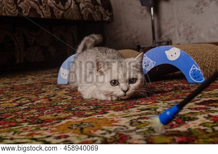 Scotish Silver Cat. Home Scotish Silver Cat