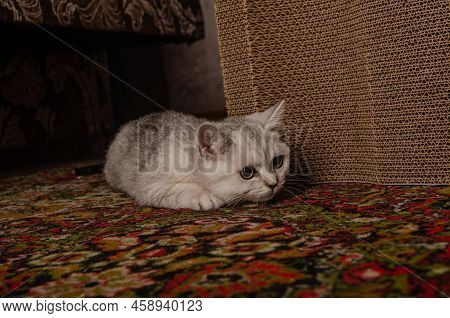 Scotish Silver Cat. Home Scotish Silver Cat