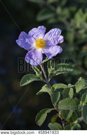 A Pink Rock Rose, With Its Wrinkled Pink Petals And Yellow Stamens, In The Sunlight.
