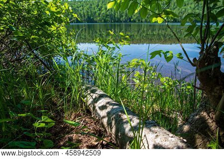 A Fallen White Birch Tree Along The Shore Of Lake Fanny Hooe