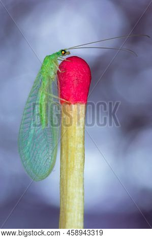 Pearl Chrysopa, Biological Control Of Agricultural Pests, Posing On Matchstick And Colored Backgroun