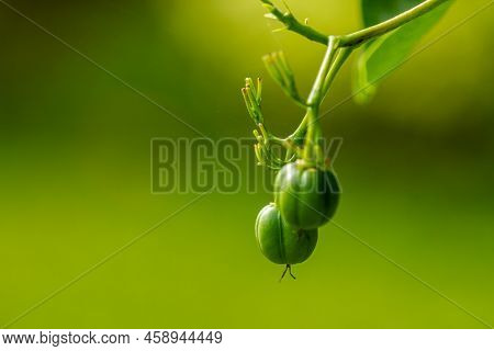 Jatropha Integerrima Jacq Fruit Is Shaped Like A Green Ball, Blurred Green Foliage Background