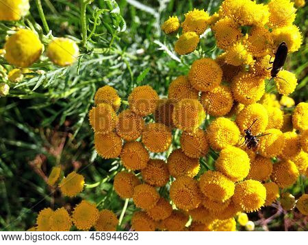Tansy Flowers. The Close-up Photo Shows Tansy Flowers, Insects Crawl On The Flowers.