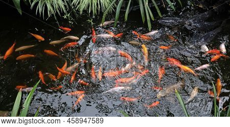 Koi Karp In A Pond, Busy During Feeding Time