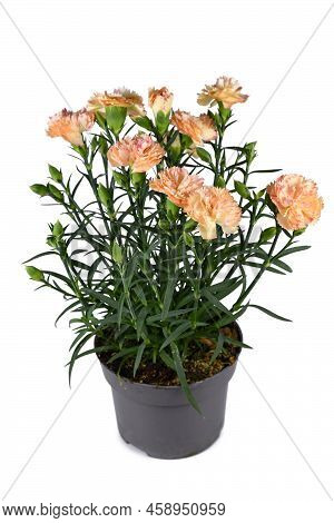Orange Dianthus  Flowers In Pot On White Background