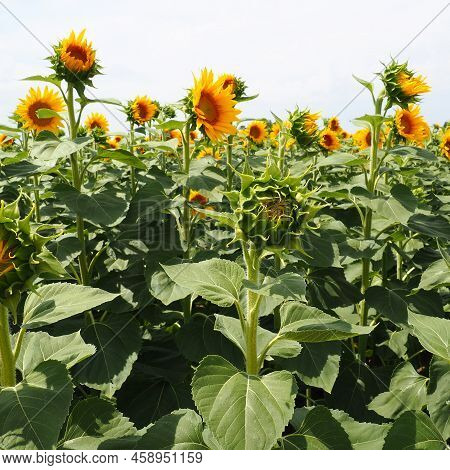 Agricultural Sunflowers Field. The Helianthus Sunflower Is A Genus Of Plants In The Asteraceae Famil