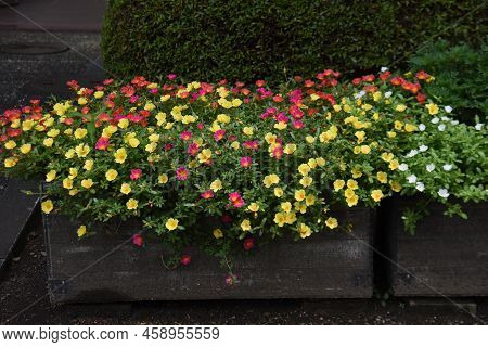 Portulaca ( Green Purslane ) Flowers. Portulacaceae Evergreen Perennial Plants. Colorful Flowers Blo