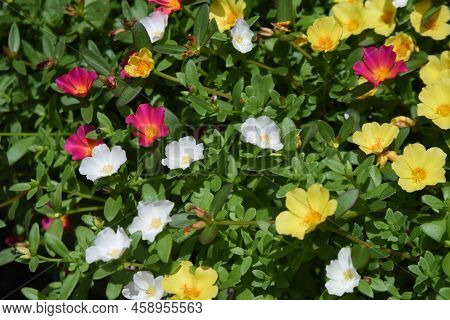 Portulaca ( Green Purslane ) Flowers. Portulacaceae Evergreen Perennial Plants. Colorful Flowers Blo