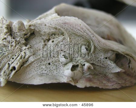 Old Sea Shell