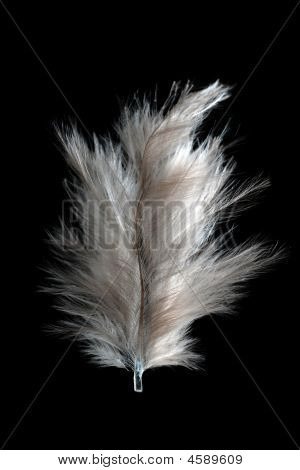 Plume blanche