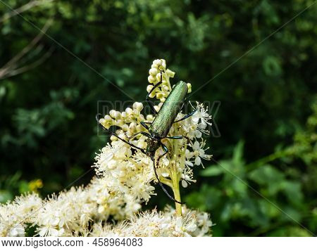 Macro Shot Of Adult Musk Beetle (aromia Moschata) With Very Long Antennae And Coppery And Greenish M