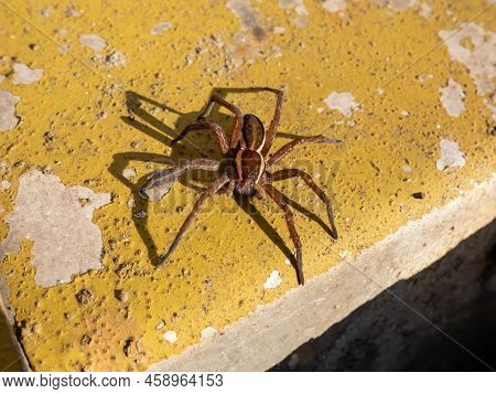 Close-up Of The Large Semi-aquatic Raft Spider (dolomedes Fimbriatus) -dark Brown With White And Cre