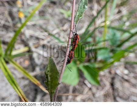 Close-up Shot Of Two Adult Scarlet Shieldbug (eurydema Dominulus) Pair Mating On A Plant Stem In Ear
