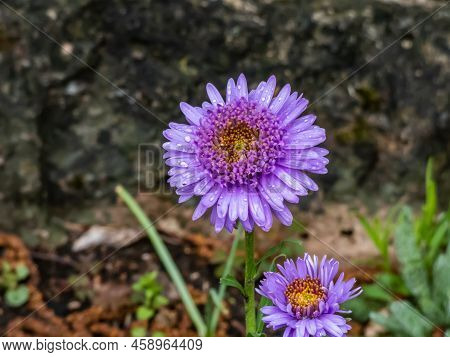 Close Up Shot Of The Alpin Aster Or Blue Alpine Daisy (aster Alpinus) Flowering With Large Daisy-lik