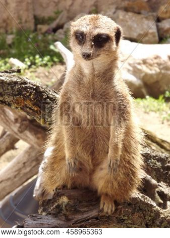 Meerkat (lat. Suricata Suricatta) Mammal From The Mongoose Family.