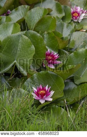 Pink Water Lily Lotus Flowers And Green Round Leaves On A Pond. Vertical Frame. High Quality Photo