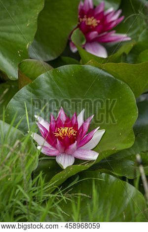 Two Pink Water Lily Lotus Flowers And Green Round Leaves On A Pond. Vertical Frame. High Quality Pho