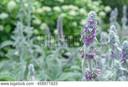 Stachys Byzantine, Stahis Woolly Or Lamb's Ears, Turkish Lamb's Ear.