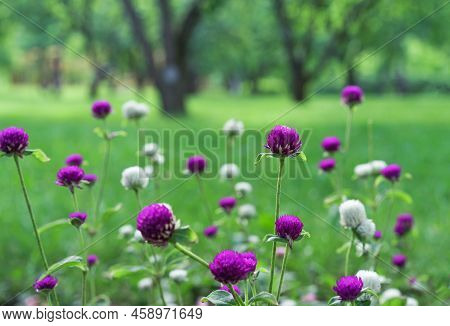 Gomphrena Globosa Flowers Blooming In Spring Season. Amaranth, Makhmali And Vadamalli. Purple Flower