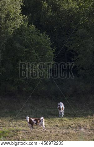 Cows In Rural Countryside  Landscape Of Parc Regional Naturel De Vosges Du Nord In France