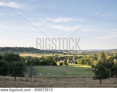 Cows In Rural Countryside  Landscape Of Parc Regional Naturel De Vosges Du Nord In France