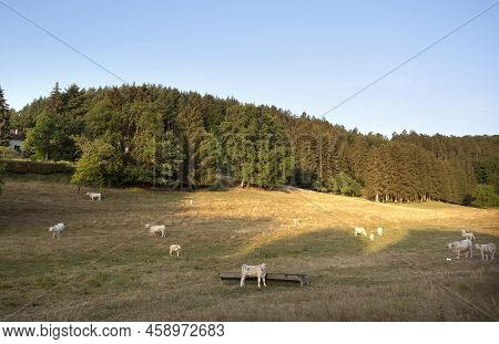 Cows In Rural Countryside  Landscape Of Parc Regional Naturel De Vosges Du Nord In France