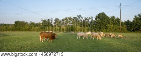 Bull And Cows In Rural Countryside  Landscape Of Parc Regional Naturel De Vosges Du Nord In France