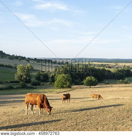 Bull And Cows In Rural Countryside  Landscape Of Parc Regional Naturel De Vosges Du Nord In France