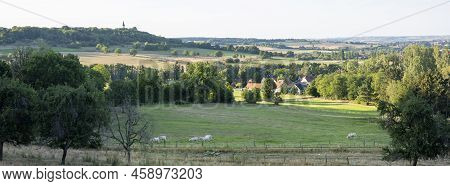 Cows Near Village In Rural Countryside  Landscape Of Parc Regional Naturel De Vosges Du Nord In Fran