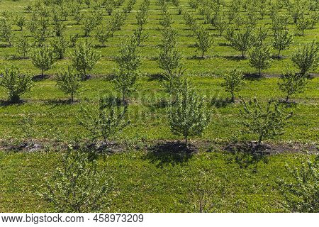 Growing Apples View From A Quadcopter, Orchard Photo From Height, Young Apple Orchard From A Height.