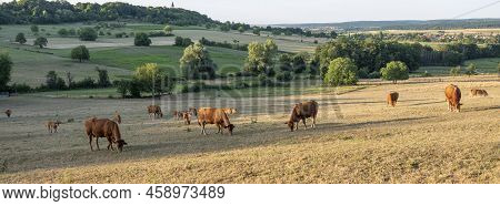 Cows In Rural Countryside  Landscape Of Parc Regional Naturel De Vosges Du Nord In France